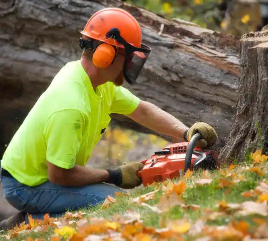 tree services Three Rivers